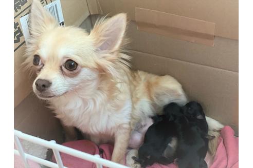 販売中のチワワ(ロングコート)の親犬
